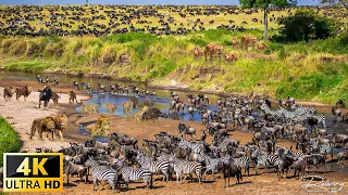 Vida silvestre africana en 4K: Parque Nacional del Kilimanjaro, Tanzania - Película escénica sobre v