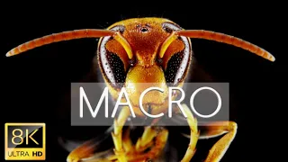 MACRO Videography in 8K Ultra HD
