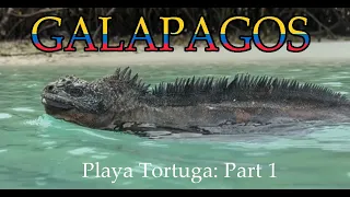 2024 GALAPAGOS 01   Santa Cruz Playa Tortuga Part 1