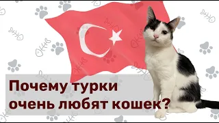 Почему в Турции очень любят кошек?