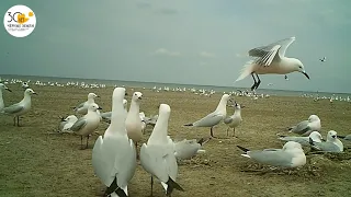 Приоткрывая заповедные двери...Семейная жизнь морcких голубков