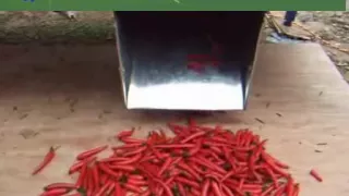 chilli stem cutting machine