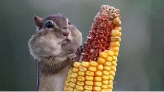 TRY NOT TO LAUGH CHALLENGE  - Amusing SQUIRREL and RACCOON compilation