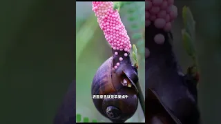福寿螺惊人的产卵速度！