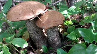Новый способ сбора грибов#карелия #грибы #природа