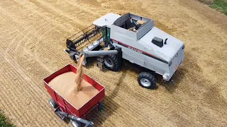 Gleaner R52 in wheat.