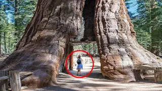 The Biggest Trees In The World is Bigger Than Your Imagination