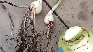 ГИППЕАСТРУМЫ. Отделение деток.