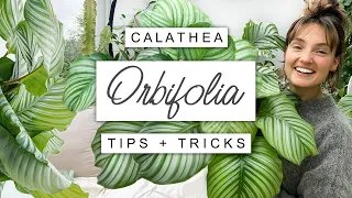 Ultimate DRAMA Queen: How To Keep Calathea Orbifolia Happy 🌿