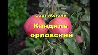 Сорт яблони Кандиль орловский