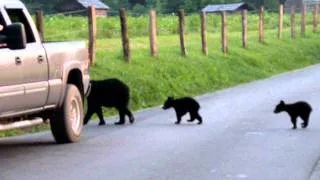 Mama bear and 3 cubs cades cove