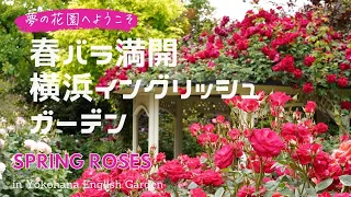 春バラ満開の横浜イングリッシュガーデン| Yokohama English Garden Spring in Japan