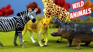 Toy Wild Animals 3D Puzzles Collection Zebra Hippo Giraffe Cheetah │ Zoo Animals Fun Facts For Kids