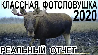 Классная фотоловушка 2020 Реальный отчет