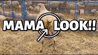 MAMA, LOOK!!! 👀there's something behind EWE!! | 28 LAMBS TODAY!😱 | Fall Lambing 2021 | Vlog 489