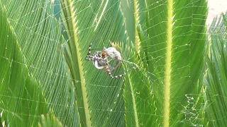 Araña🕷 Tigre🐯 Avispa o Cestera "CAZANDO" Angulo Camara 1/2