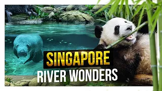 Best things to do in Singapore: River Wonders