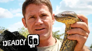 Steve wrestles with a green anaconda | Deadly 60 | BBC Earth Kids