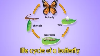 Life Cycle Of A Butterfly | Metamorphosis | Metamorphosis Song | Jack Hartmann