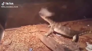 Lizard trying to eat a mouse oof😮