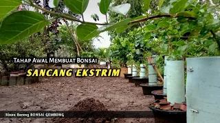 Tahap Awal Cara Membuat Bonsai Sancang Ekstrim (Premna Microphylla)