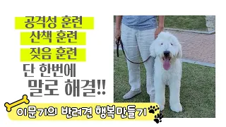 #13회!! 🐶공격성, 산책, 짖음훈련 한번에 말로 해결!! 문의 010-8804-5837