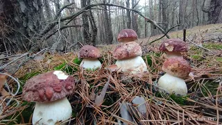 Шок. Мега боровики перед снігом #гриби #mushrooms #грибы #тихаяохота #grzyby #porcini #boletus #