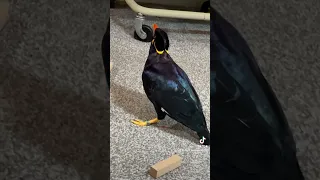 Daisy the Mynah Bird is being cheeky (watch to the end)!