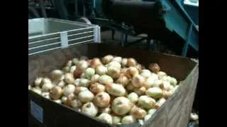 Harvesting Vidalia Onions