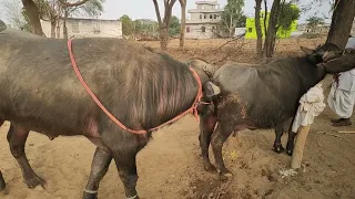 पाड़ा भैंस को क्यों चाटता है || Pada buffalo ko kyon chatata hai