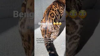 SHOCKING video of a exotic BENGAL CAT #shorts #shortvideo #wow #shocking #cat #exotic #wildlife🔥🔥