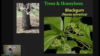 Trees & Honeybees - Blackgum