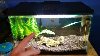 Top Fin All In One Betta Tank Review
