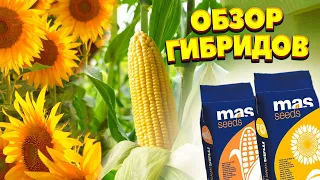 MAS Seeds | Подсолнечник и Кукуруза | обзор гибридов |