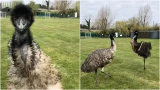 Excitable Emu starts running around her field after being filmed | Emu Zoomies