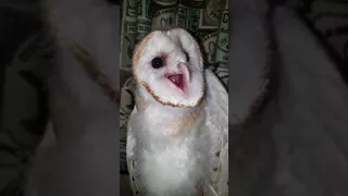 Baby barn owl screaming