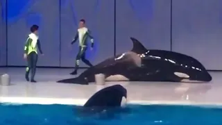 Moskvarium's 3 Orcas Displaying Concerning Behavior