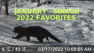 January Through March 2022 Trail Camera Favorites