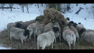 Племенной Дорпер в плем хозяйстве "Семейная ферма" #dorpersheep #dorperram #семейнаяферма #ram