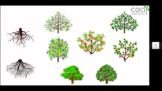 Efecto de los portainjertos en la tolerancia al déficit hídrico en frutales de carozo (Prunus spp).