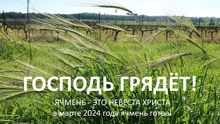 ЯЧМЕНЬ – ЭТО НЕВЕСТА ХРИСТА. В марте 2024 года ячмень готов! ГОСПОДЬ ГРЯДЁТ! ВОСХИЩЕНИЕ ТАК БЛИЗКО!