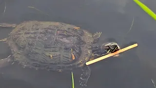 happy turtle playing with stick #turtles #animals #nature