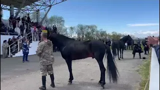 выводка жеребцов Кабардинской породы, Адыгея