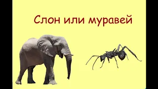 Кто сильнее: слон или муравей?