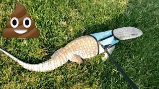 SAVANNAH MONITOR POOPS On Neighbors Sidewalk Then Runs Home | Walking Giant Lizard