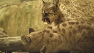 60 Seconds of Cute - Rescued Mountain Lion Cubs | San Diego Zoo Safari Park