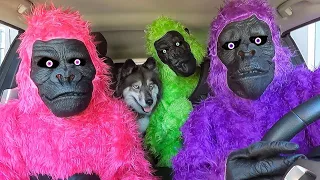 Gorilla Prank on Girls (Part-1)😱😱 PrankBuzz #funny #pranks #comedy #snakeprank #prankvideo #prank