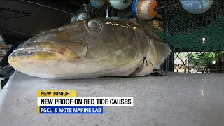 New study: Fish kills help fuel red tide