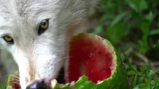 Wolves Love Watermelon