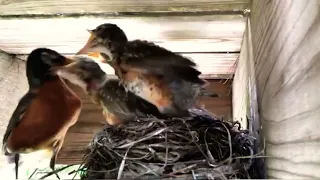 Baby bird gets disciplined by mother